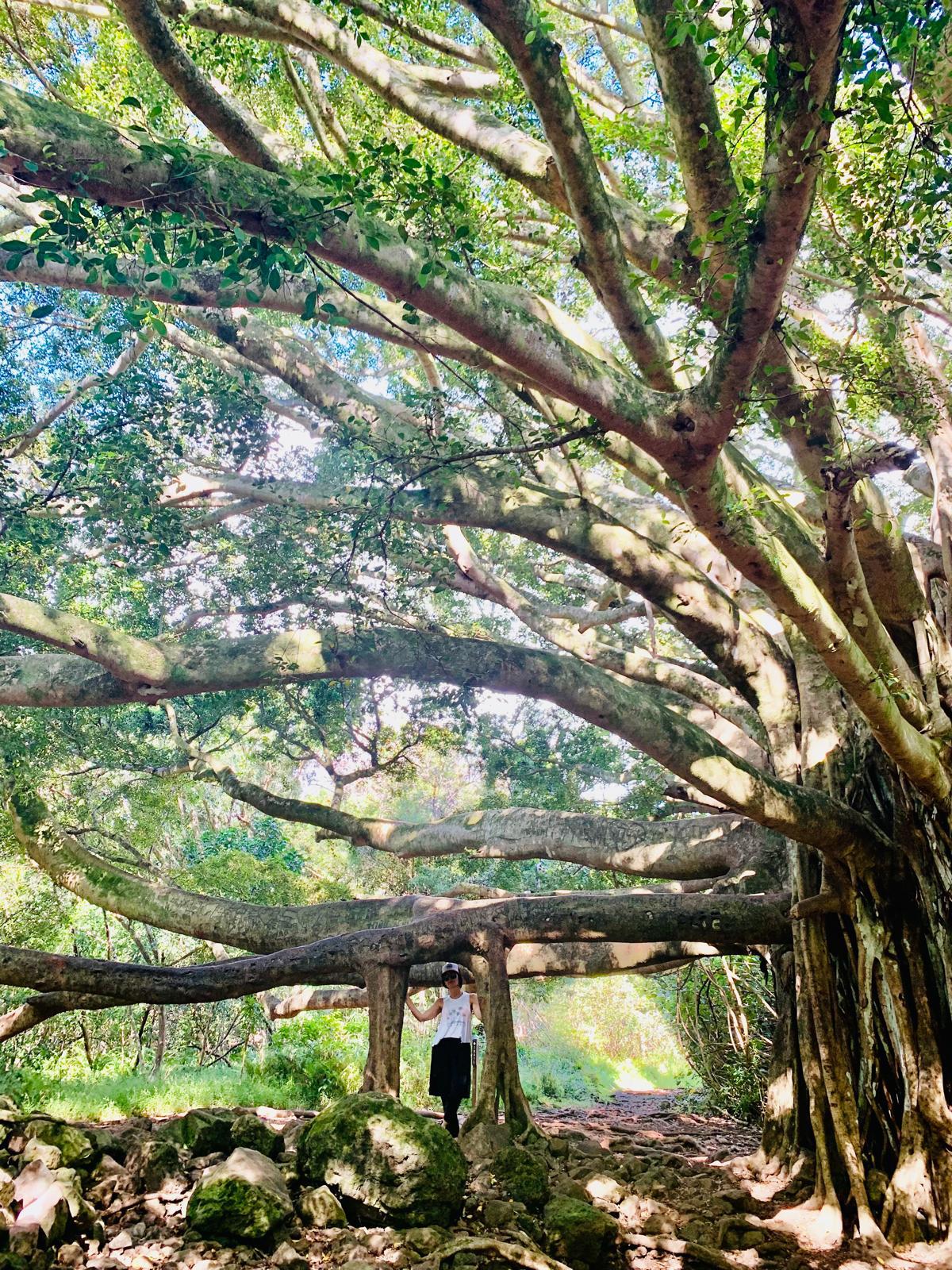 Sherine standing beneath the spreading branches of a large tree.